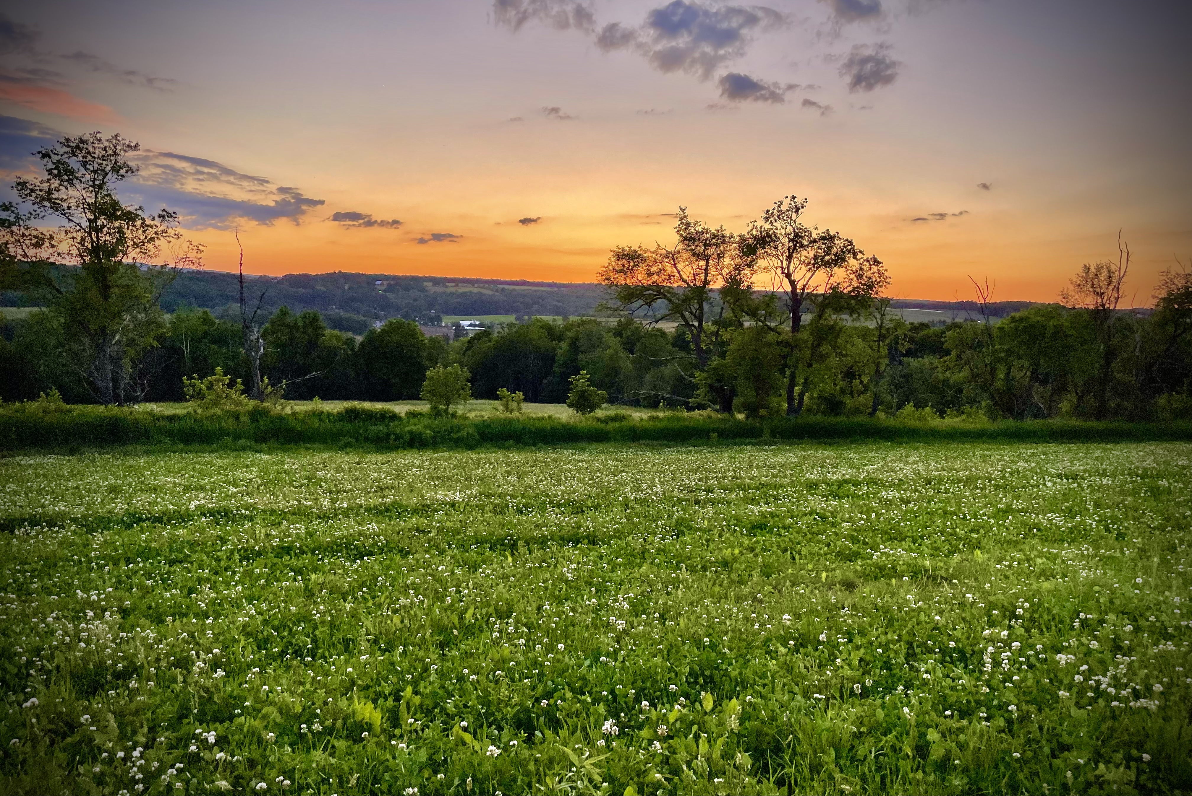 Food Plots
